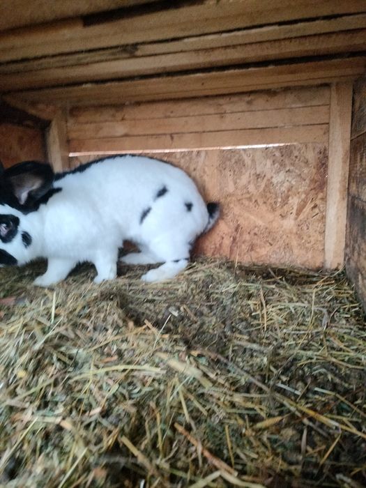 Iepuri de vânzare mai multe rase