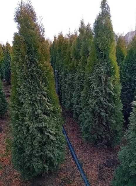 PonPon Tuia Smaragd Leilandy Magnolia Photinia Glob, Evonymus Spirale