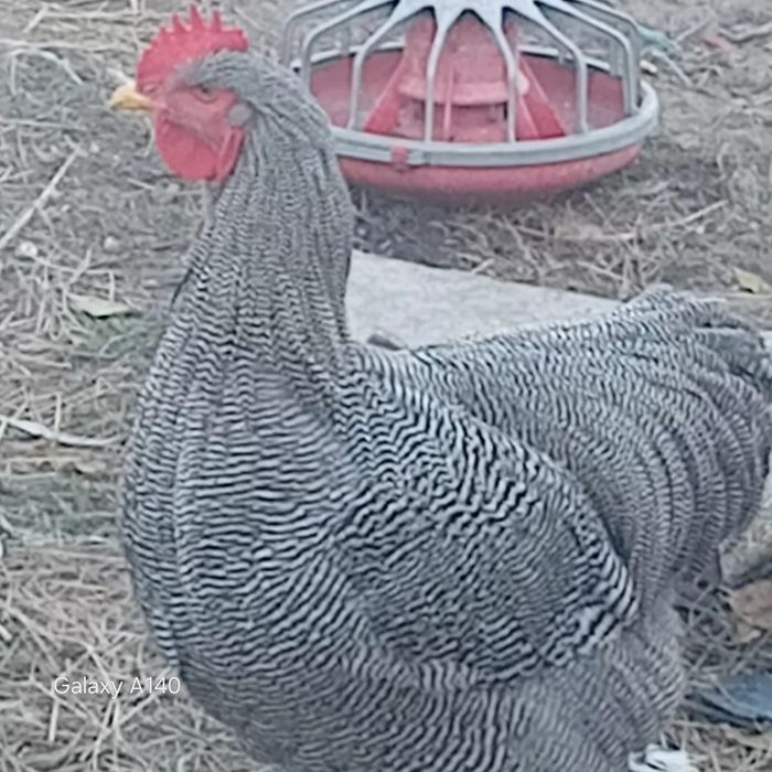 Cocoși de rasă viandot, plaimond, paverole, etc