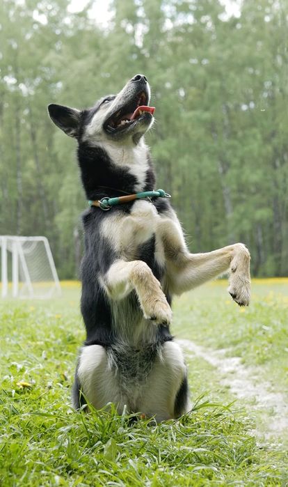 Выгул собак dog walking