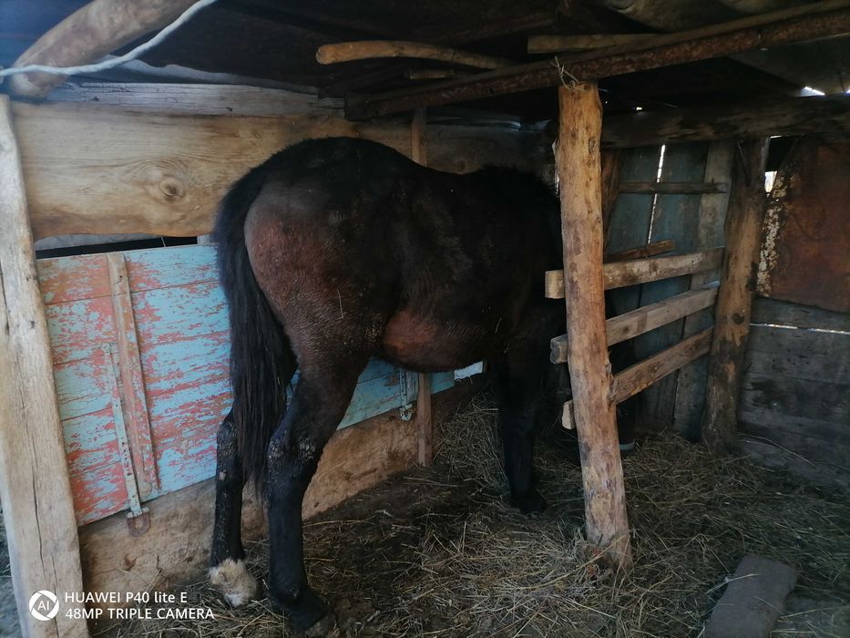 Согымга Еркек тай сатылат