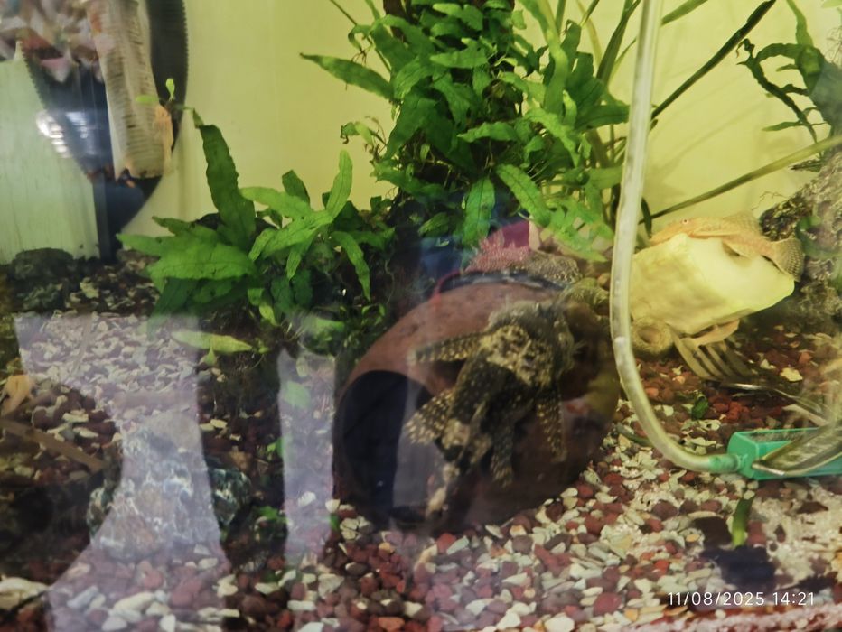 Pești Ancistrus yellow + chordata și Macropodus perechi depunătoare