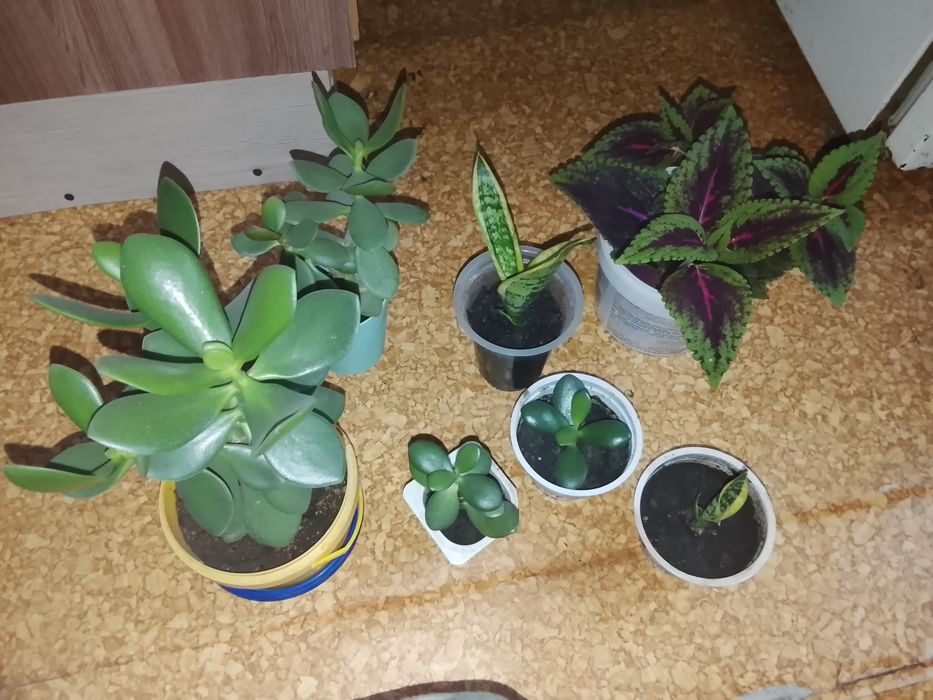 Продам комнатные цветы