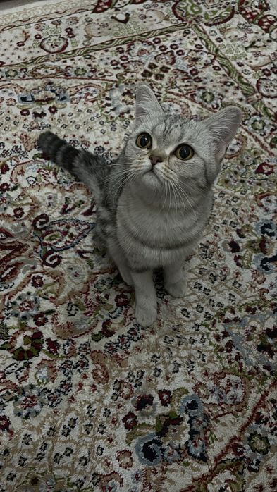 Пародистая Шотландская кошка