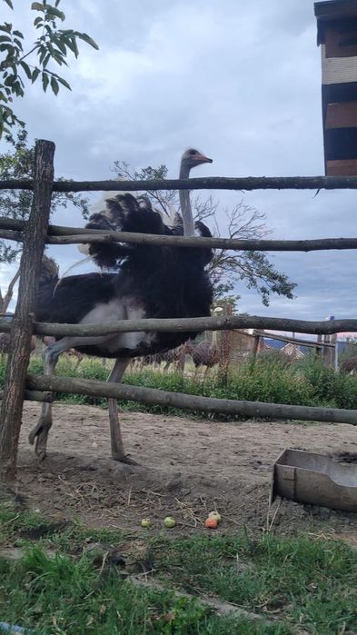 Struti reproducatori