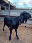 Tap Anglo Nubian Talie Mare