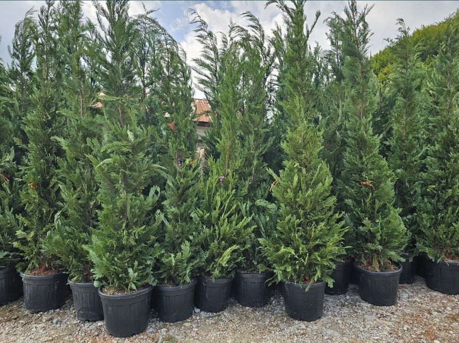 Cupressus leylandii 2.3m - 2.5m/ calite extra/ oferim livrare