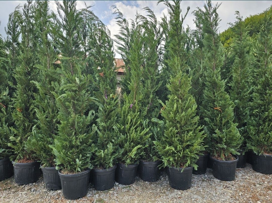 Cupressus leylandii 2.3m - 2.5m/ calite extra/ oferim livrare