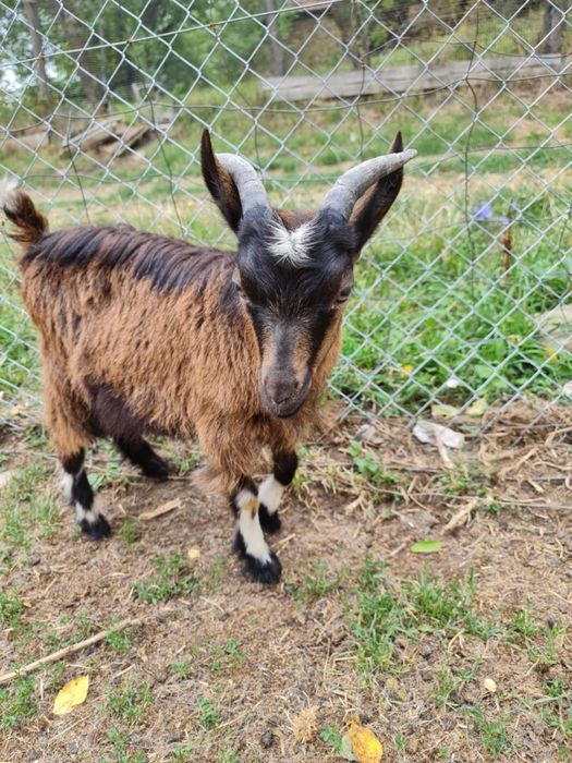 Vând berbeci și țapi