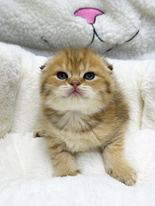 Шотландский скоттиш фолд