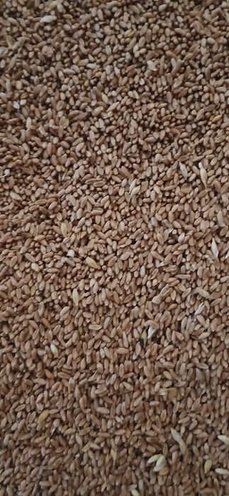 Cereale griu și floare