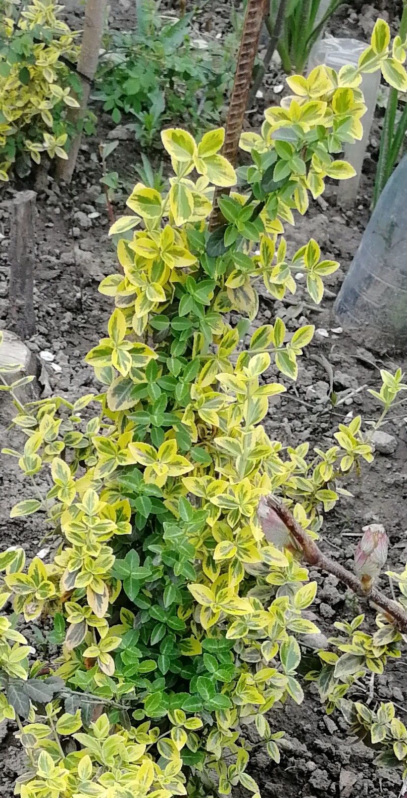 Buxus, plante decorative de grădină