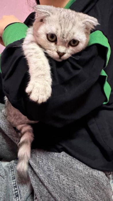 Очаровательный котёнок ищет свой дом! 

Посмотрите в эти глазки