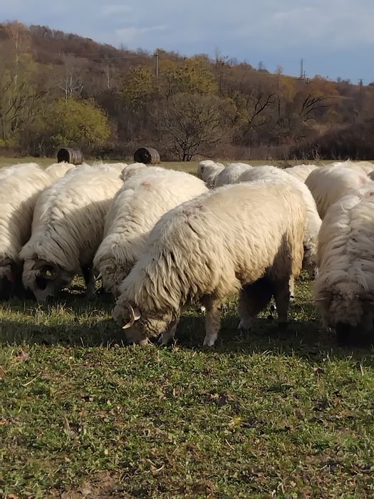 De vânzare oi.                              .