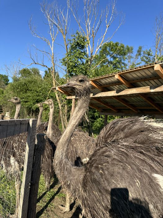 Vand Struti adulti 1 an jumate