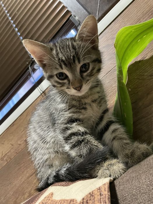Котенца за подаряване
