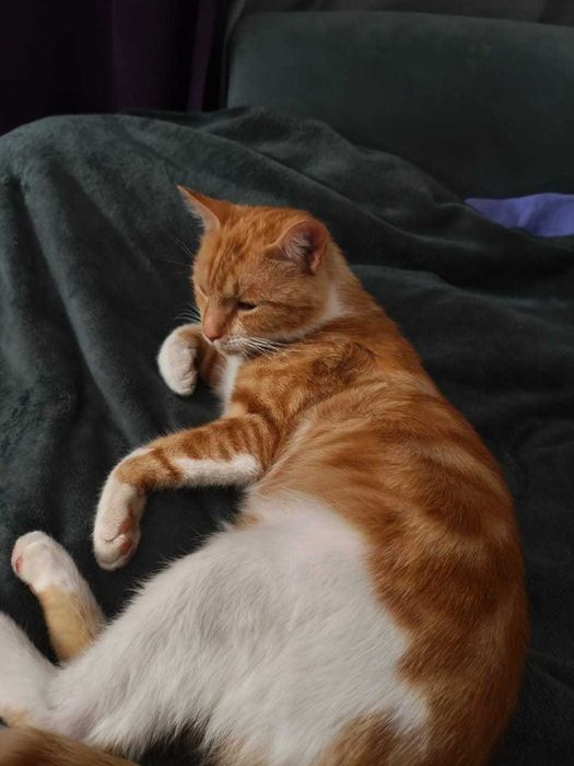 Котик в добрые руки