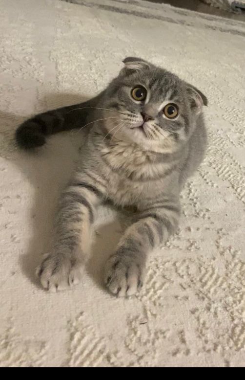 Скоттиш фолд шотланский вислоухий