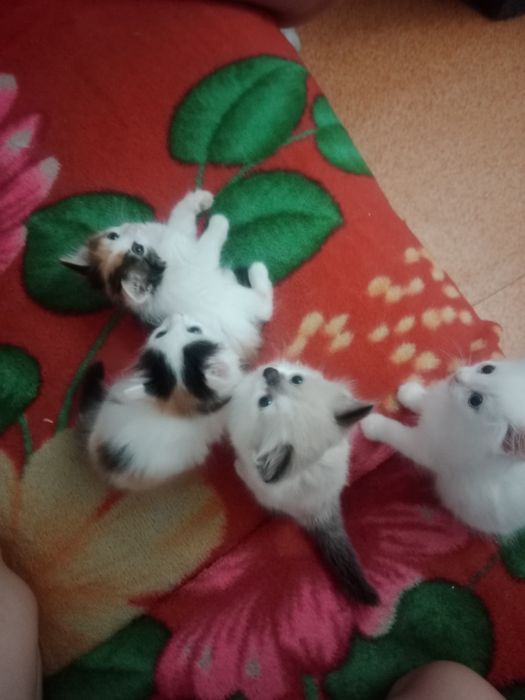 Отдам котят , на лоток ходят