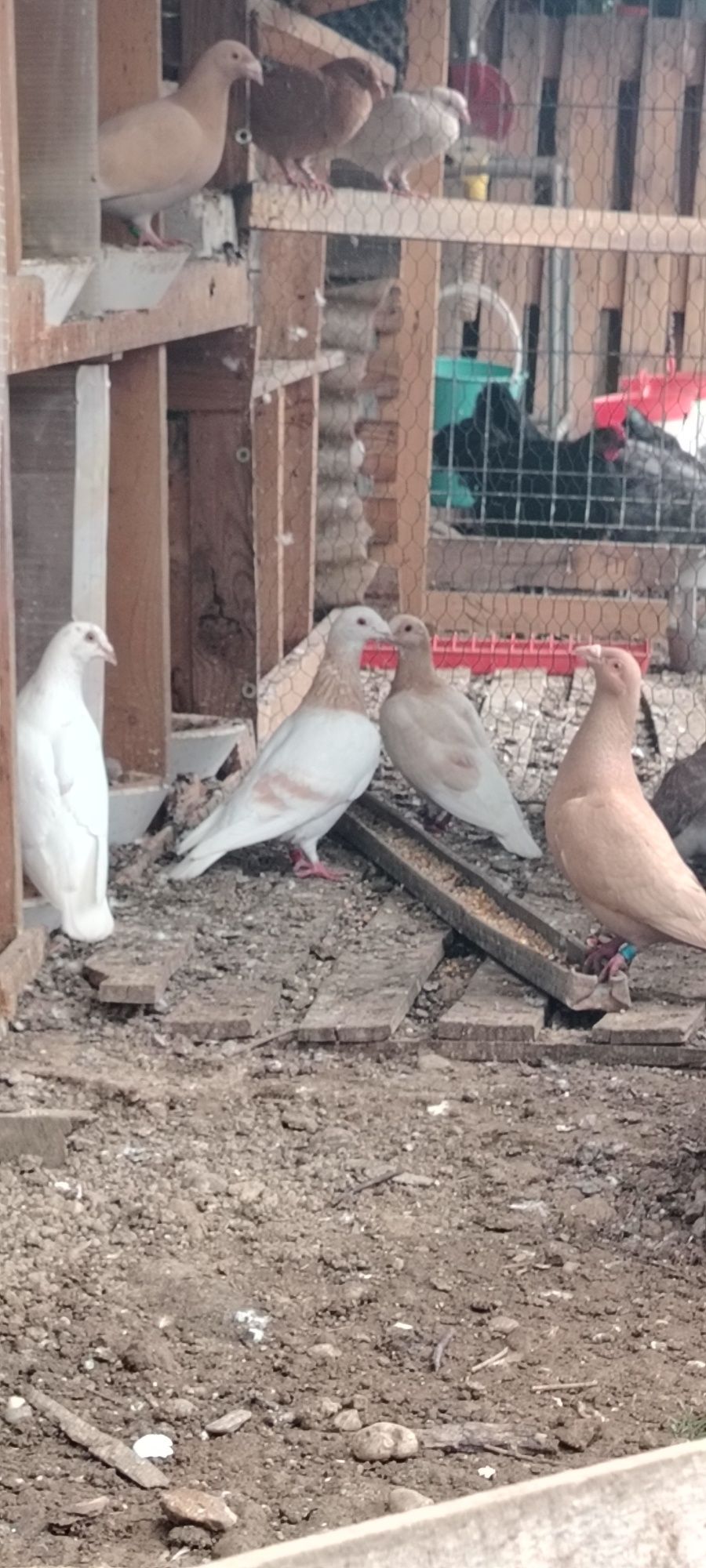 Pentru cunoscători ceva frumos!