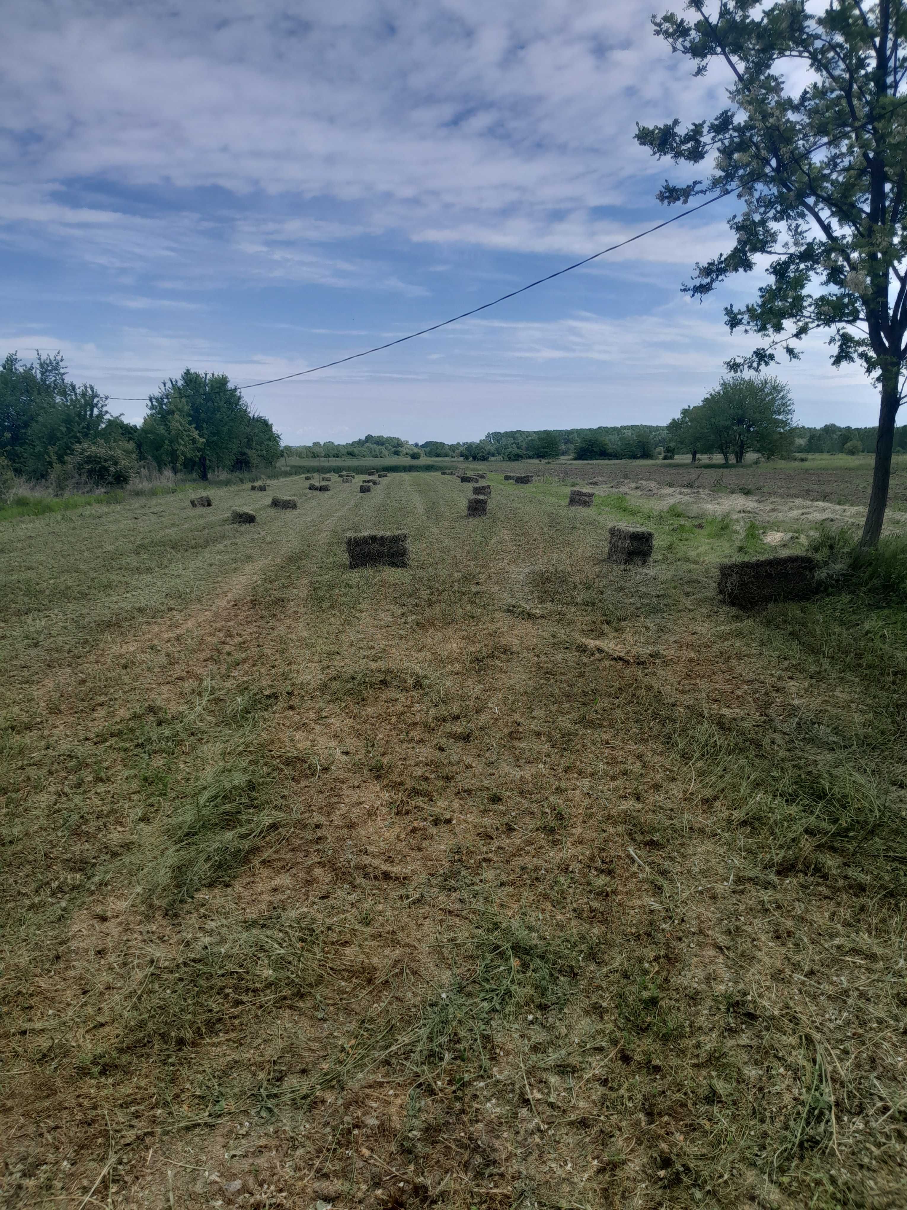 Balotii de lucernă