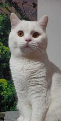 Motan british shorthair