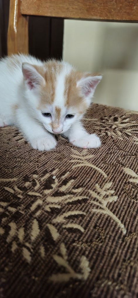 Отдам котенка в хорошие руки