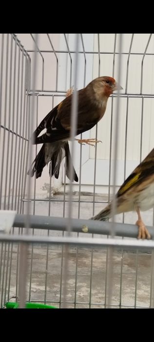 Гибрит модалар Мода иковиям Бир жойга 500 минг