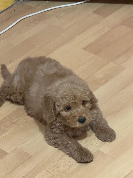 Podlle Apricot Mascul