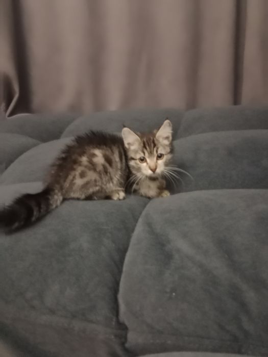 Кошечка ищет дом.