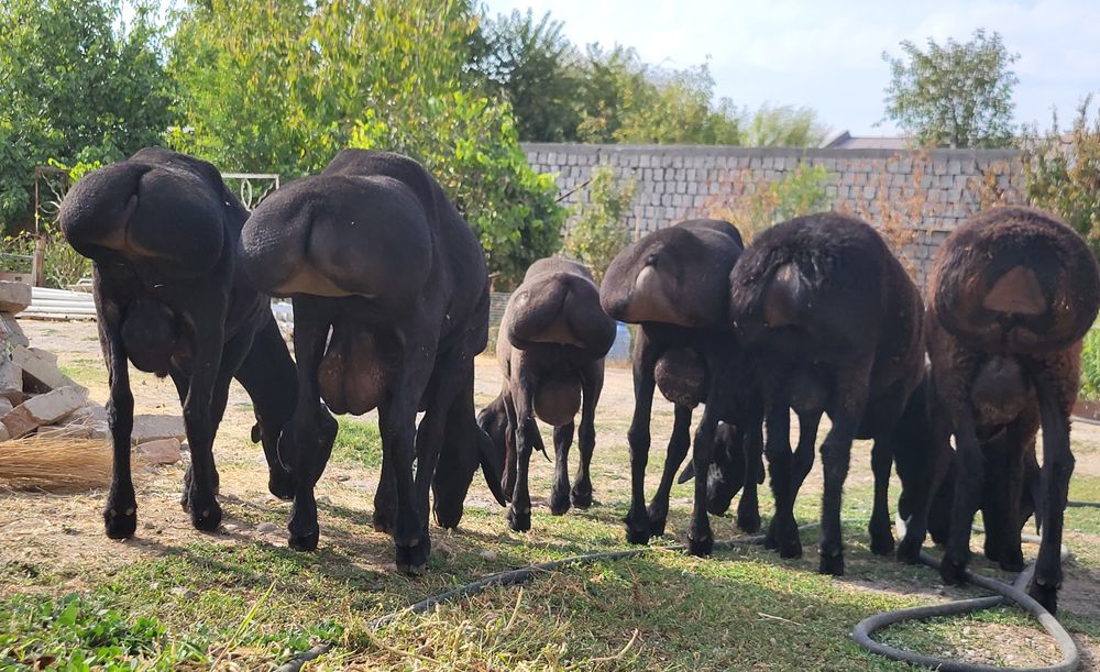 Qo'chqorlar sotiladi
Кучкорлар сотилади
Бараны на продажу