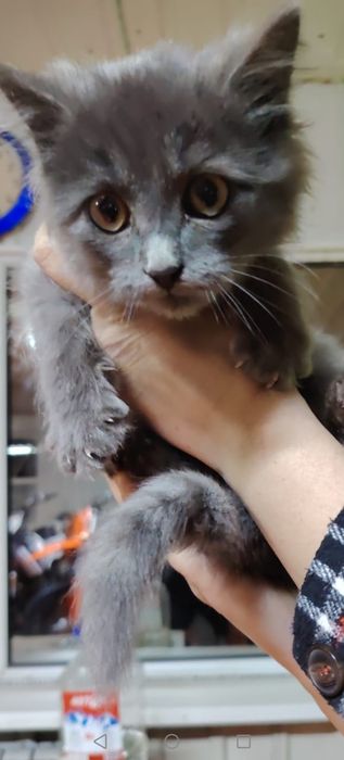 Котенок мальчик 2 мес.