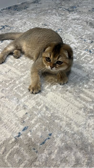 Отдам котенка в добрые руки !