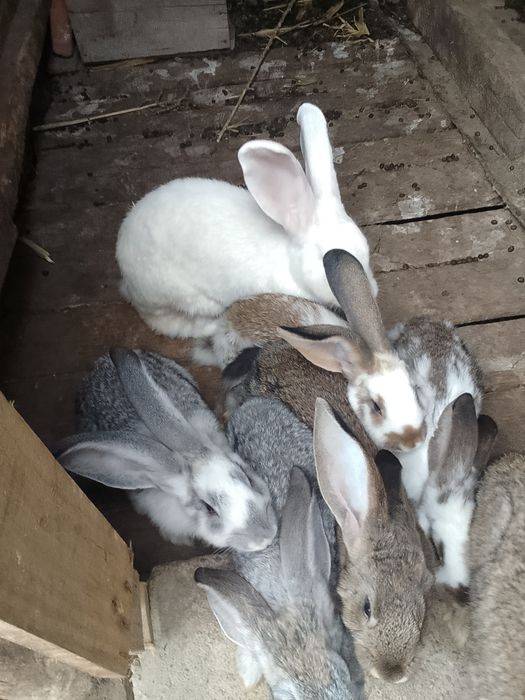 Vînd iepuri californieni 3 iepuroaice și 3 iepuri