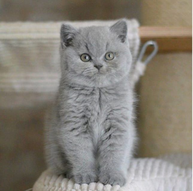 Продам Британских котят
