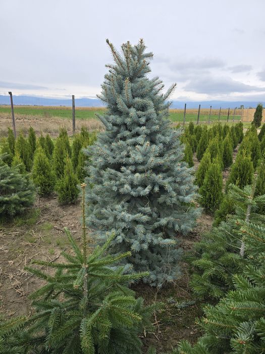 Leylandii chiparos mesteacăn