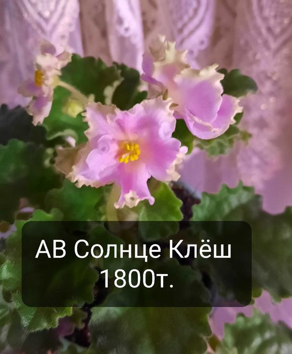 Фиалки сортовые цветущие