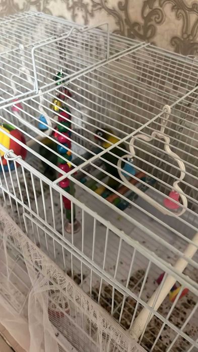 Продам попугаев не разлучниц