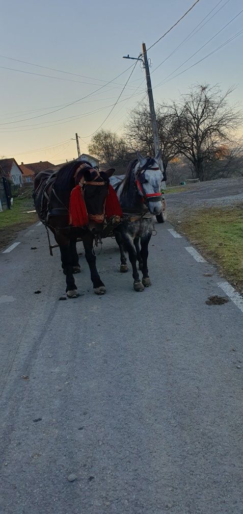Vând armasar de 4 ani