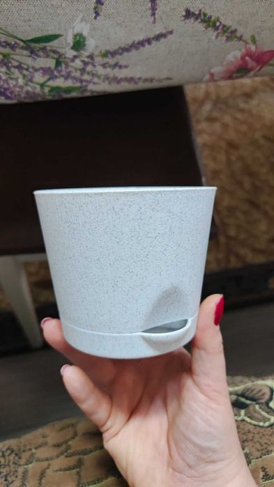 Фиалка сенполия цветущая