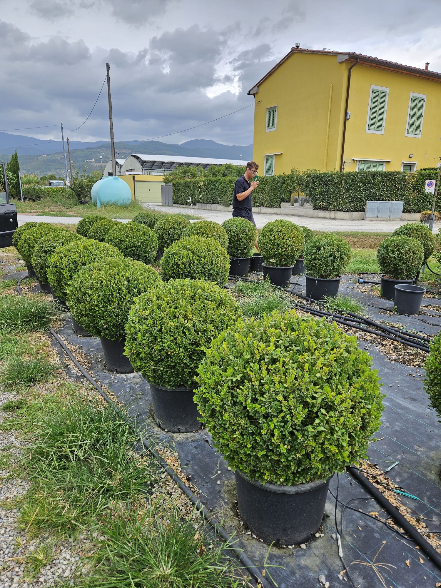 Buxus globular toate dimensiunile calitate extra