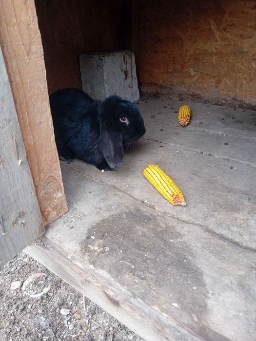 Mascul berbec german