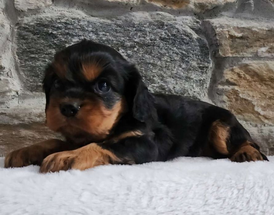 Bichon  havanez băiețel  550 lei