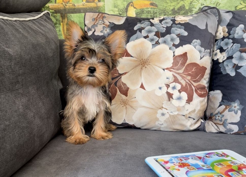 Йоркширски териер  мерле