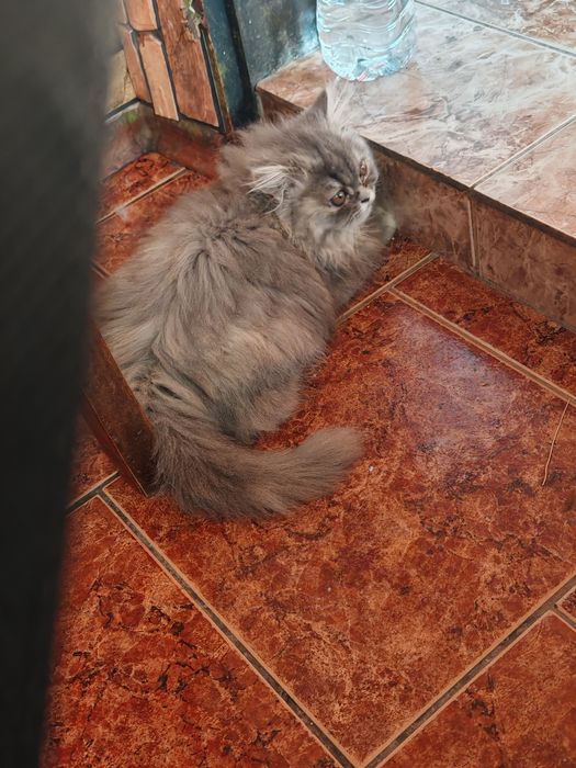 Продавам персийски котета