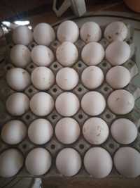 Яйца от бял лехорн