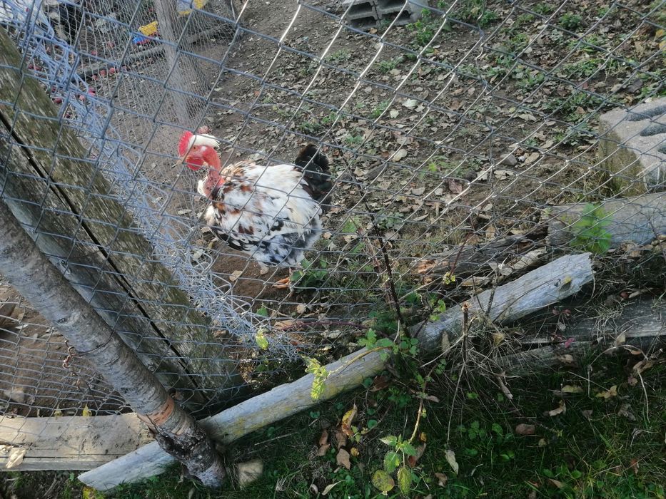 Vând cocoși de diferite rase