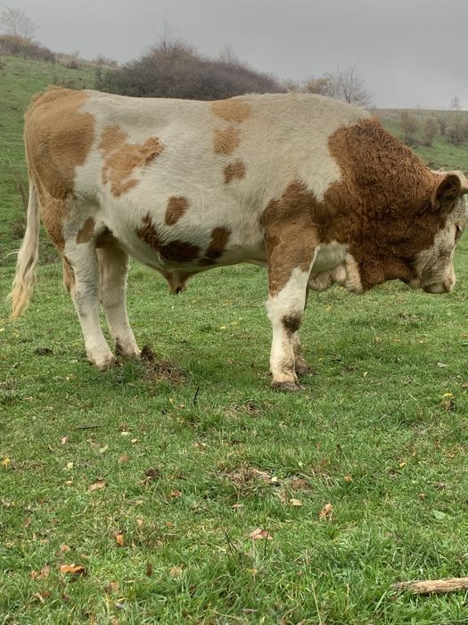 Taure baltata romaneasca