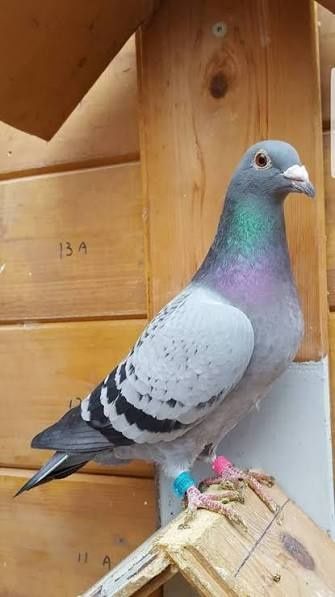 Porumbei voiajori
