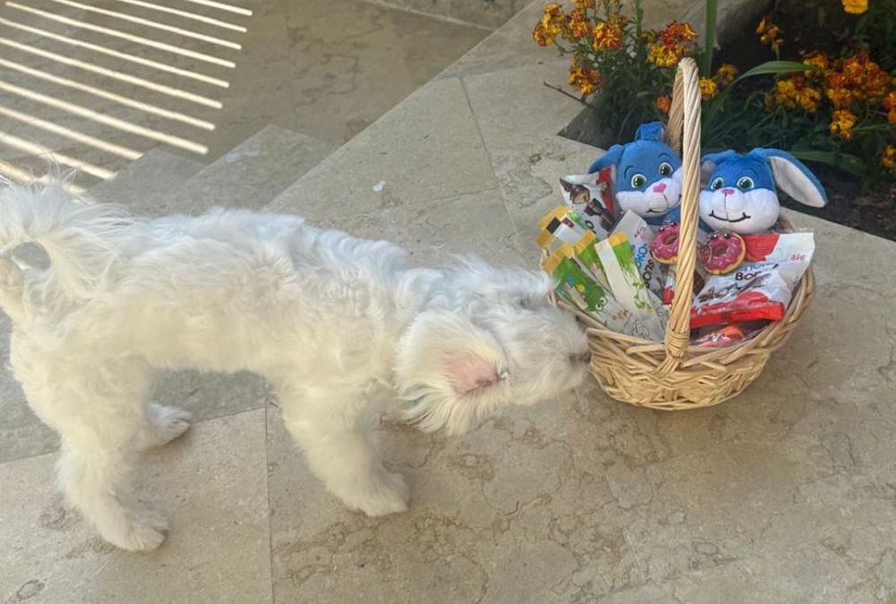 Donez bison maltez , mascul 12 luni,